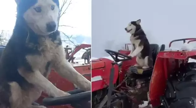 The Siberian wolf's love for tractors! It even took the wheel!