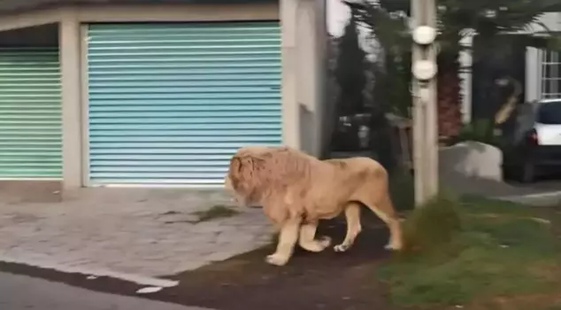 The lion that escaped from its cage caused great fear.