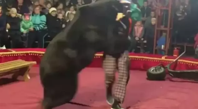 The 270-kilogram circus bear took a terrible revenge on its owner.