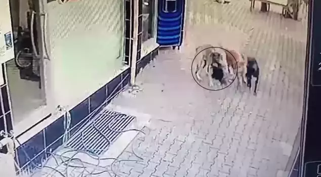 He pretended to be dead, but he still couldn't escape from the street dogs.