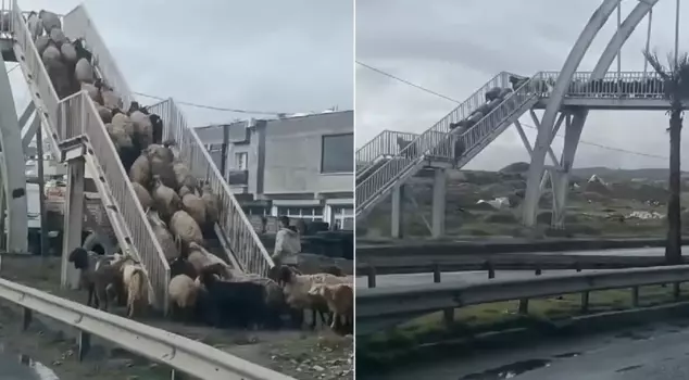 Message to those who do not use the overpass! The flock of sheep did not hesitate for a moment.