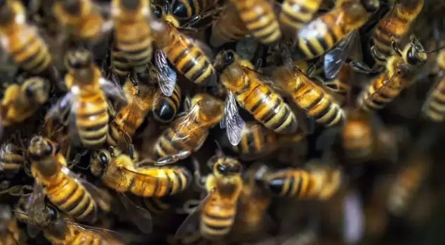 The woman who was attacked by a swarm of bees has died.