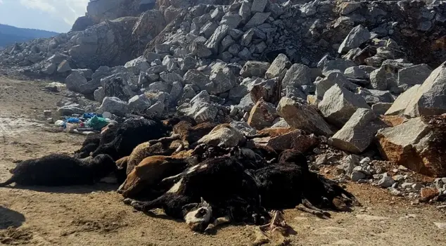 In Kütahya, 30 cattle were found dead in a stone quarry.