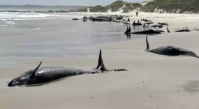 In Tasmania, 157 false killer whales washed ashore.