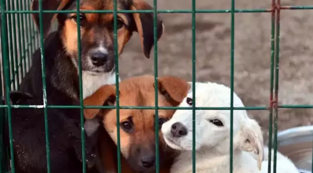 Osmaniye Governorship: 21 dogs were found dead at the animal shelter.