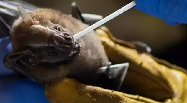 A new danger awaiting the world: A bat virus similar to Covid-19 has been found in China.