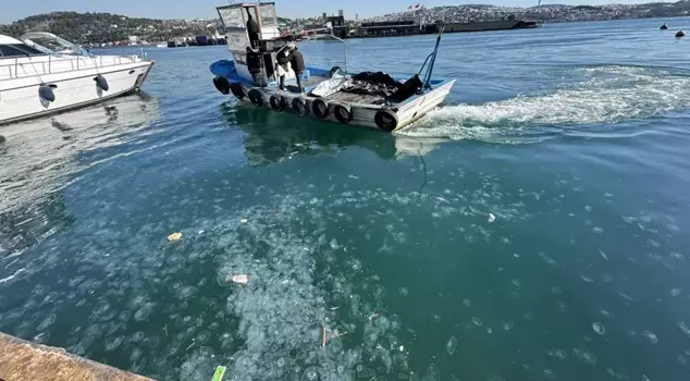 Tens of thousands of jellyfish have invaded the shores of Istanbul.