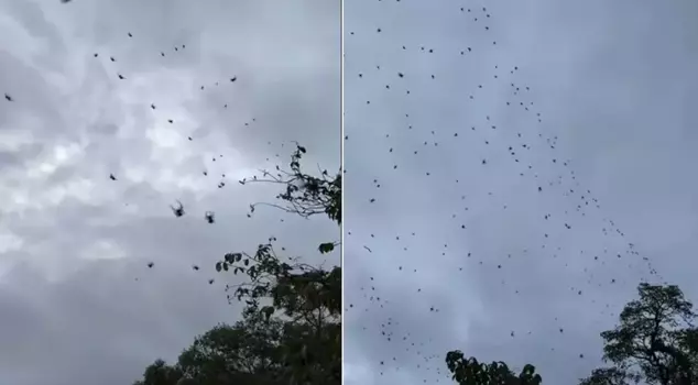 Hundreds of spiders rained down from the sky like rain.