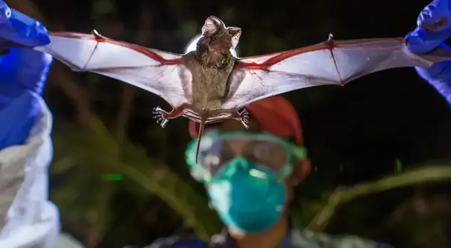 The virus transmitted by the child who ate a bat has killed 50 people in the country.