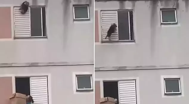 He saved the dog's life, which fell from the window with an incredible move.