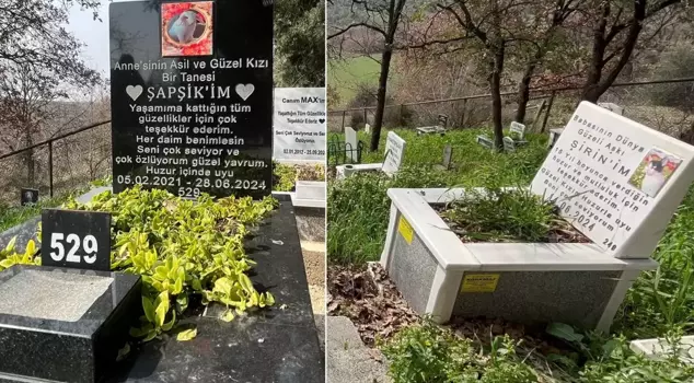 Special burial site for animals: The price is jaw-dropping.