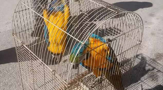 Record penalty for illegal parrot sales! The buyer couldn't escape the punishment either.