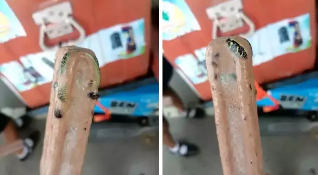 In Thailand, a snake remains were found inside ice cream.