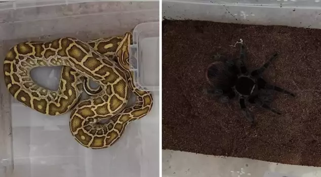 Four snakes and a tarantula were seized in Sivas.