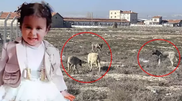 The memory image of 2-year-old Rana in the place where the dogs tore her apart.