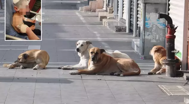 The little boy narrowly escaped death from an attack by stray dogs.