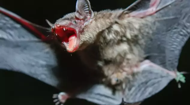 The new type of coronavirus has emerged from bats in Brazil.