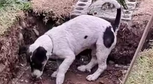 The loyal dog trying to dig up its owner's grave brought tears to the eyes of those watching.