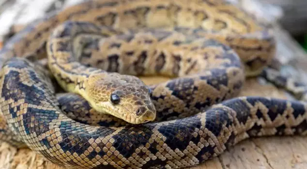 A snake carcass in a school meal in India poisoned hundreds of students.
