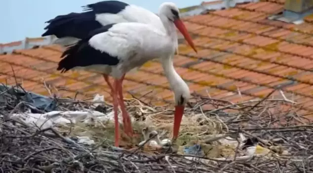 The two chicks of the incubating Yaren stork have hatched from their eggs.