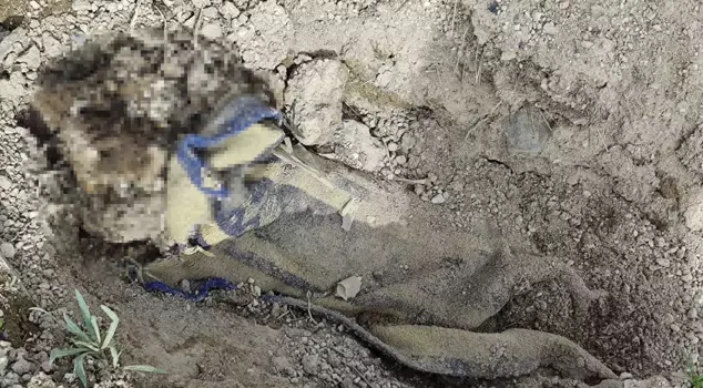 The shepherd found a buried corpse wrapped in a blanket in an empty field.