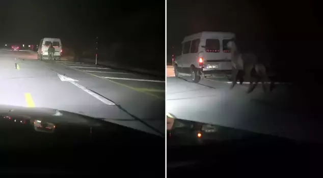 He tied the horses to the back of the truck and made them run.