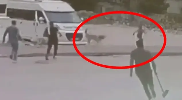 The shopkeeper saved the child who was attacked by street dogs at the last moment.