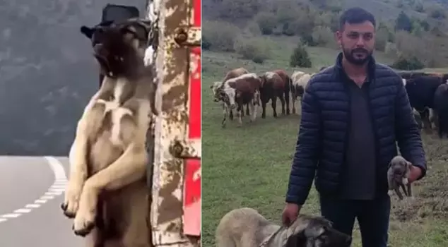 The owner of the dog hanging from the truck bed spoke! Here’s the inside story of the incident.