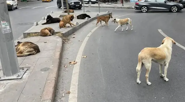 The Constitutional Court rejects the request to annul the Street Animals Law.