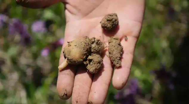The harvest of salep has begun in Samsun, and it is being sold for 3,000 lira.