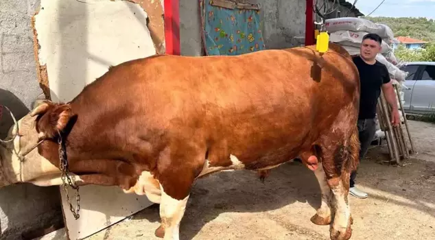 A 1,200-kilogram sacrificial animal is waiting for its buyer at the price of a car.