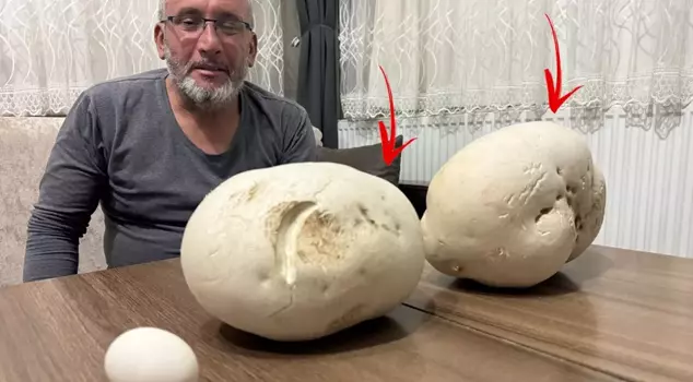 He found giant mushrooms in the rural area where he went for a walk.