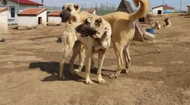Three countries have shown interest in the unique Kangal dogs, which are unmatched in the world.