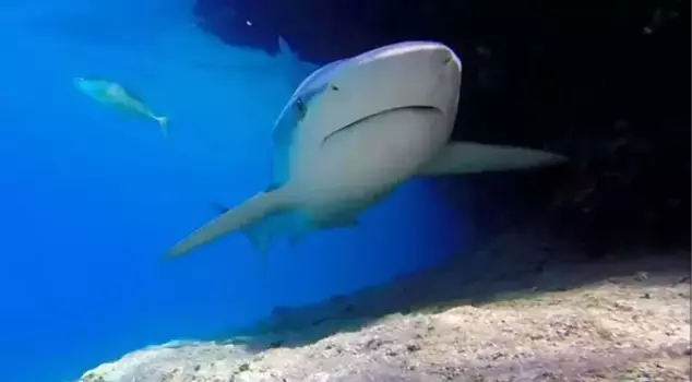 Shark attack in Australia: 1 person seriously injured.