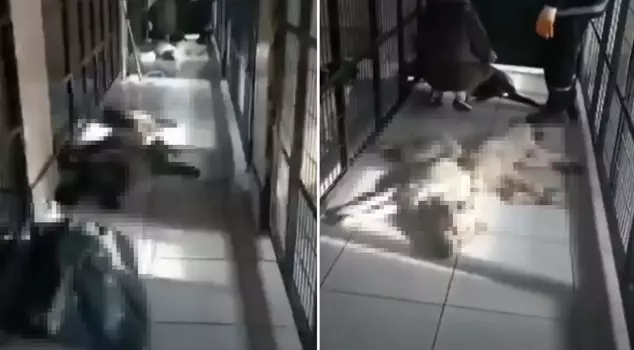 Chilling images from the animal shelter! A statement has been released by the municipality.