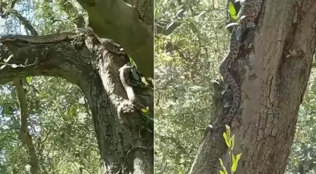 They went to the field and couldn't believe their eyes! Exactly 2.5 meters.