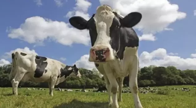 A new case of 'Mad Cow Disease' has been detected in England.