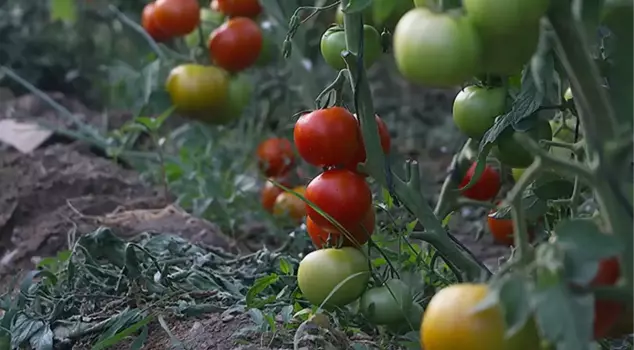 The muhtar banned the cultivation of gardens larger than 50 square meters.