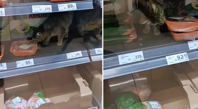 Is human life that cheap? Look at the footage taken in the chain store.