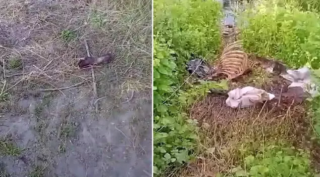 Bones of a single-toed animal were found by the riverbank in Sakarya.