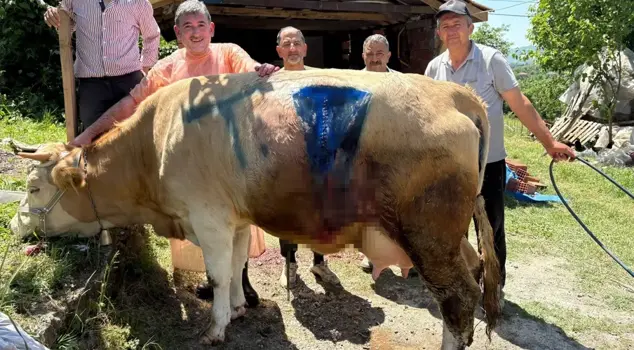 The cow gave birth to a two-headed calf.