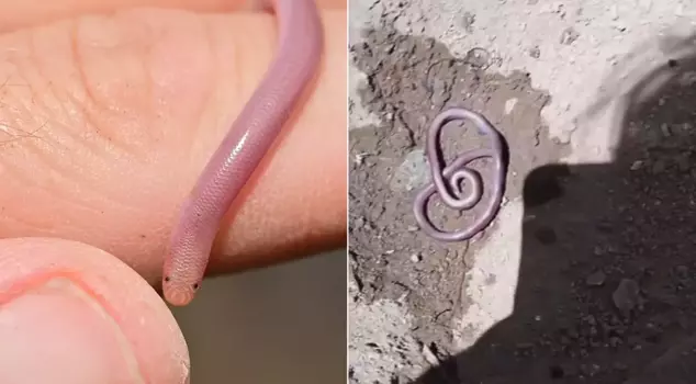 He lost his temper when the worm he bought for 8,000 lira got crushed in the children's park.