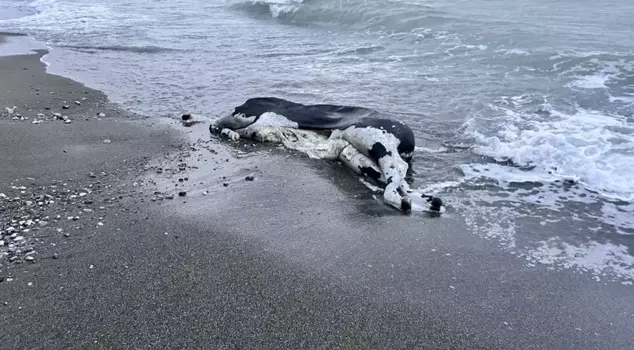 Instead of fish, an angus washed ashore.