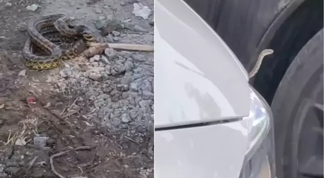 The district is overrun by snakes! They are collecting them from municipal vehicle engines and buildings.