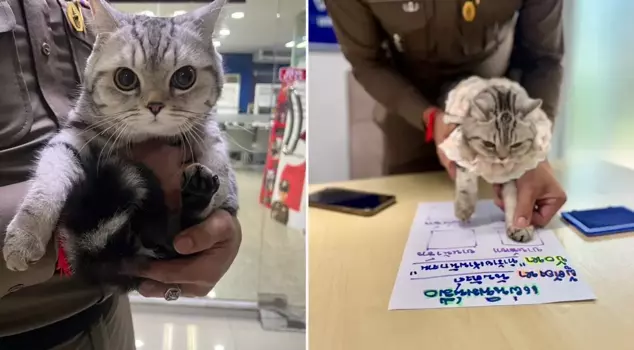 The cat that drove the police crazy has a criminal record.