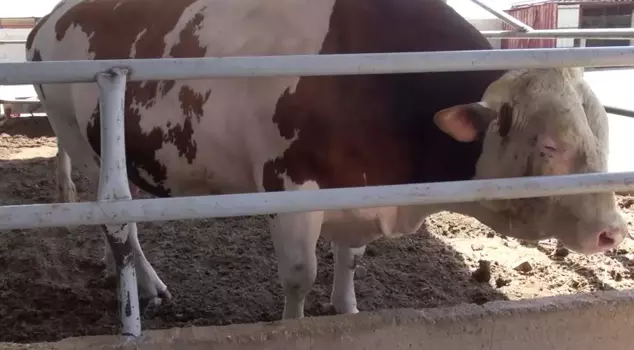 In Reyhanlı, a 1,400-kilogram bull is waiting for its buyer.