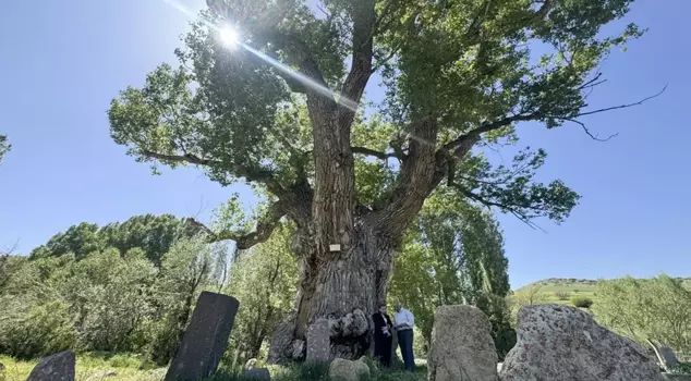 The graves of the Turkish tribes resist time in the shadow of a 750-year-old monumental tree.