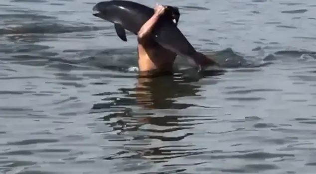 While swimming, he picked up the dead dolphin he encountered and placed it on the shore.