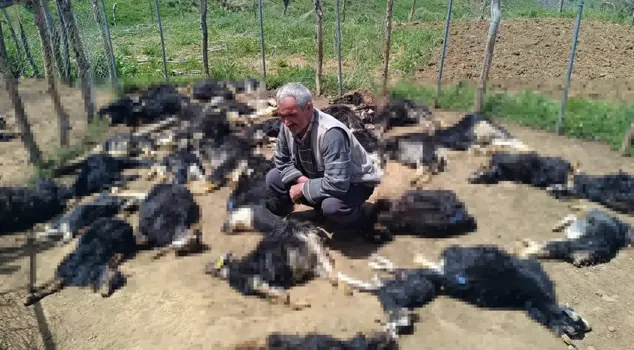 The wolves that entered the pen killed 49 lambs.