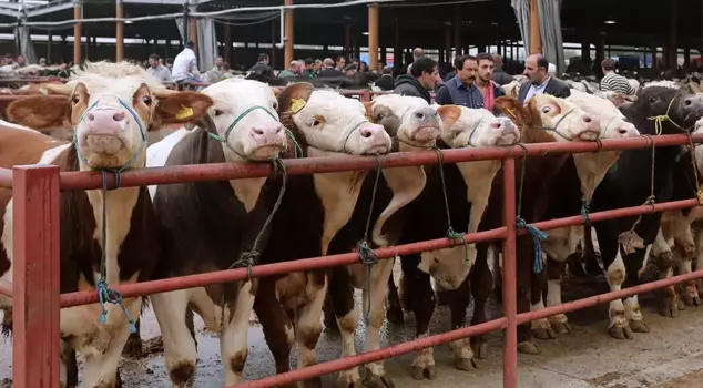 He bought 3 calves online with his retirement money, and they died in 3 days.